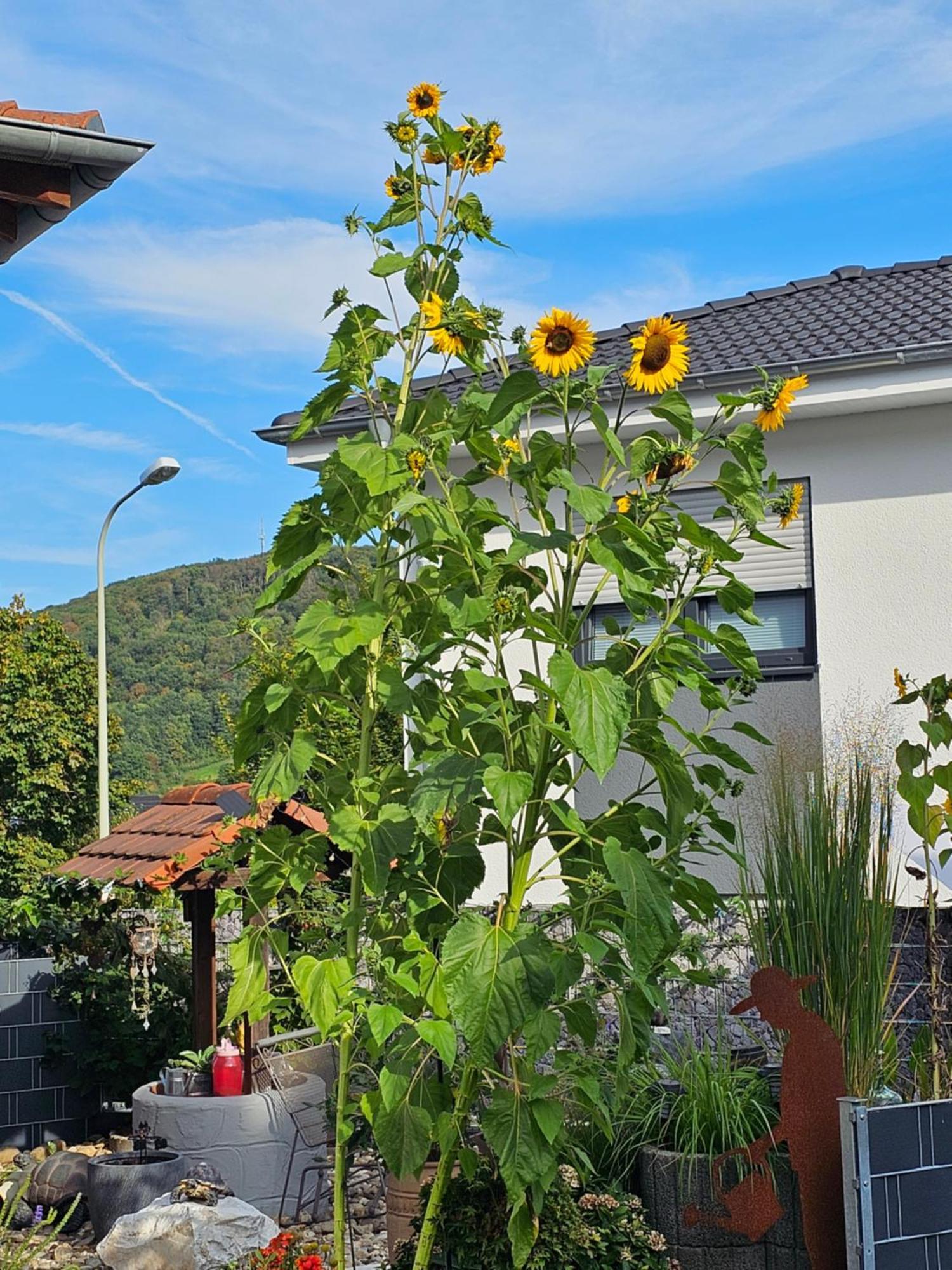 Ferienwohnung Otschik Glan-Munchweiler Bagian luar foto